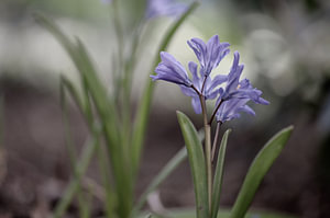 Blumen Teil 80
