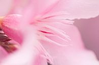 Roze bloem van Kimberly van Aalten thumbnail