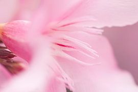 Roze bloem