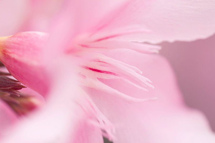 Roze bloem van Kimberly van Aalten