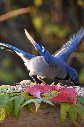 Een blauwe gaai bij de tuinvoeder