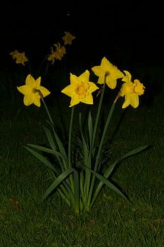 Krokusse bei Nacht von Fleur Gaastra