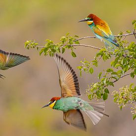 Bee-eater by Mike Friedrichs