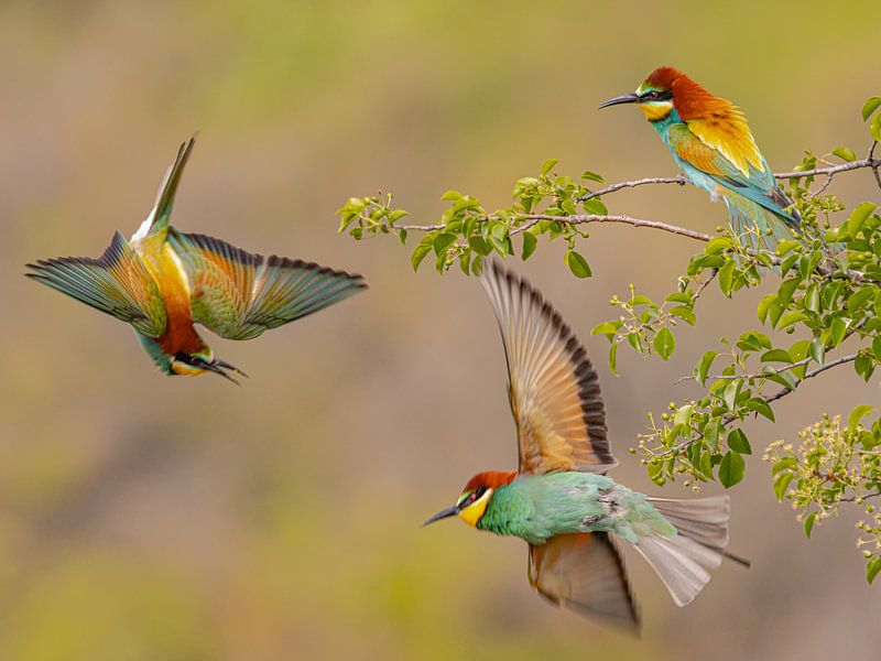 Bee-eater by Mike Friedrichs