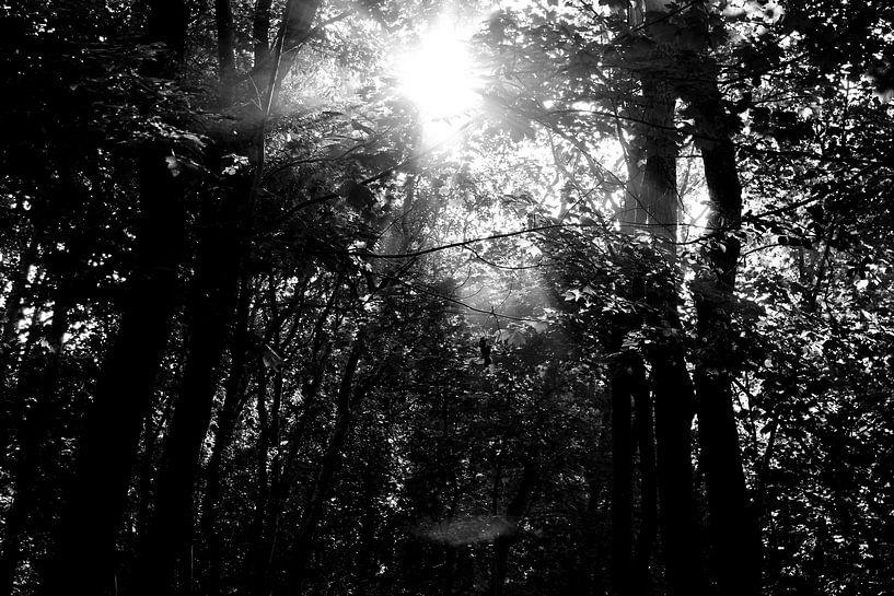 Zeeland by Sidney Graf