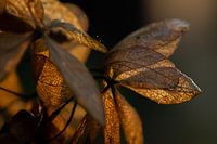Goldene Hortensie