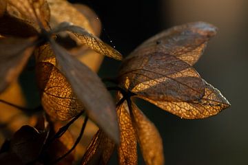 Goldene Hortensie