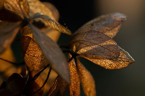 Goldene Hortensie von Naturdetail Fotografie