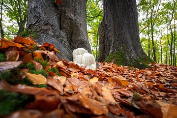 Perücke aus Pilzen im herbstlichen Wald von Fotografiecor .nl