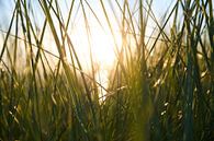 Dunes by Sjoerd van der Hucht thumbnail