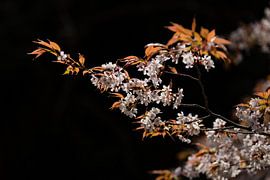 Kersenbloesem von Schram Fotografie