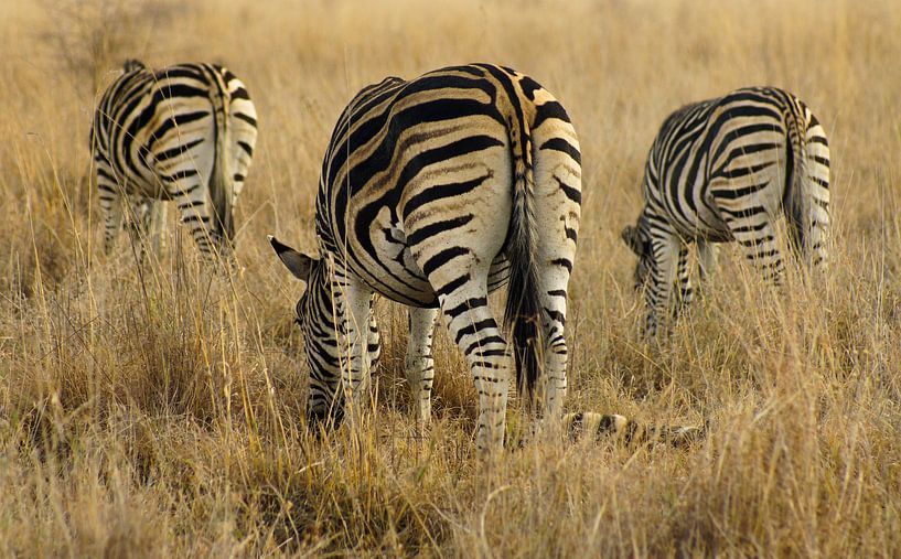 Weidezebra&#039;s 2.0 von Niek Traas