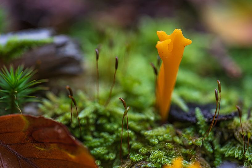 Sticky coral mushroom in autumn by Eugene Winthagen
