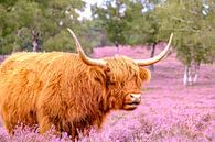 Schotse Hooglander in een bloeiend heideveld tijdens de zomer van Sjoerd van der Wal Fotografie thumbnail