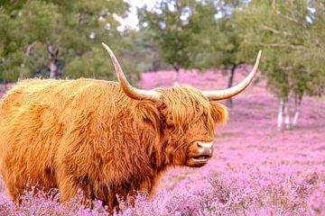 Schotse Hooglander in een bloeiend heideveld tijdens de zomer van Sjoerd van der Wal Fotografie