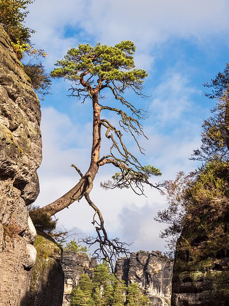 Blick auf Felsen und Bäume in der Sächsische Schweiz von Rico Ködder