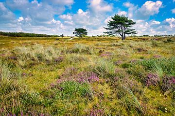 Paarse heide in het duin de Grafelijkheidsduinen van eric van der eijk