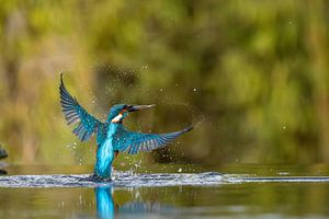 Eisvogel im Flug.