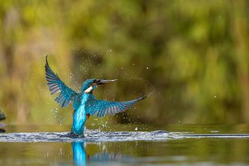 Kingfisher in flight. by Menno Schaefer