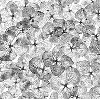 hydrangea leaves in black and white