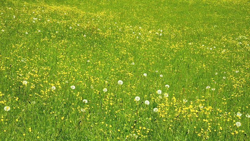 Flower meadow by Bo Valentino