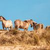 Konikpaarden, Wassenaar van Yanuschka | Fotografie Noordwijk