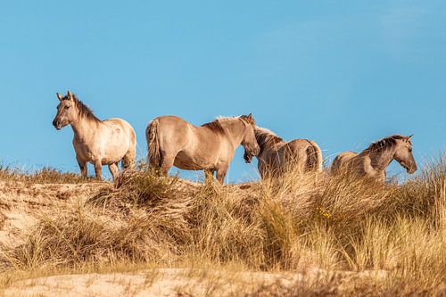 Konikpaarden, Wassenaar