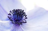 Close-up of an Anemone coronaria "Mr. Fokker" .  von Astrid Brouwers Miniaturansicht