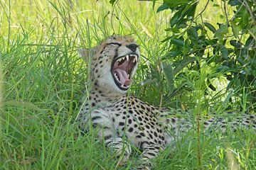 Gapende Cheetah