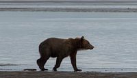 Grizzly bear in Alaska