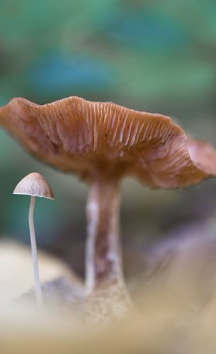 Sous le parapluie de la mère