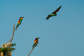 Jewels of the Sky: Bee-eaters in Motion