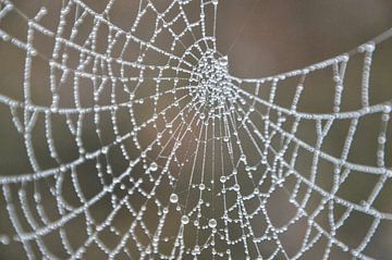 spinnenweb in ochtendmist van eric brouwer