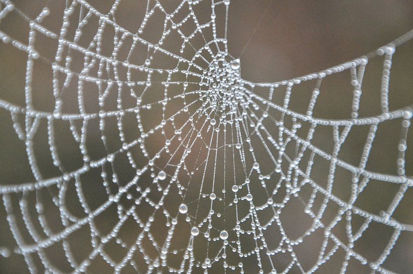 spinnenweb in ochtendmist von eric brouwer