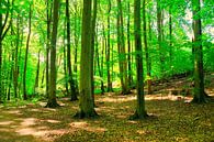 Maiwald by Ostsee Bilder thumbnail