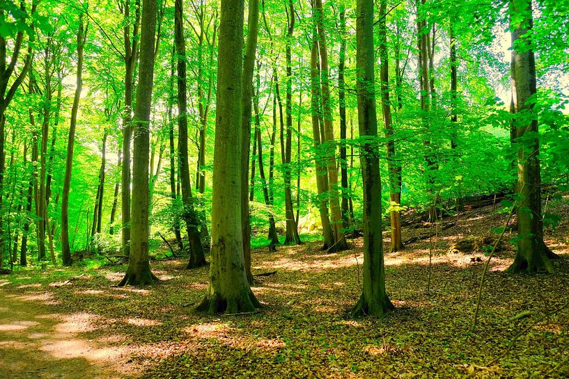 Maiwald by Ostsee Bilder