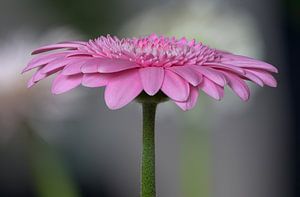 Der Zauber der Gerbera