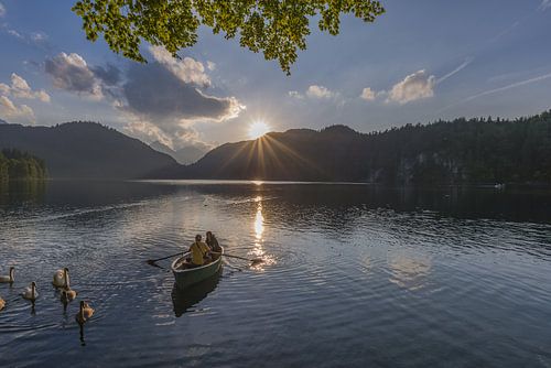 Knobbelzwanen en roeiboot bij zonsondergang, Alpsee, bij Füssen, Allgäu
