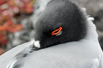 zwaluw staart meeuw op Galapagos van Marieke Funke