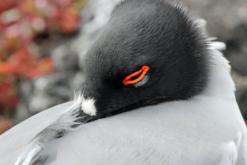 Schwalbenschwanzluke auf Galapagos schlucken von Marieke Funke