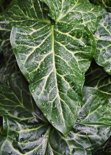 feuilles vertes dans le jardin avec des gouttes de pluie par Werner Lehmann