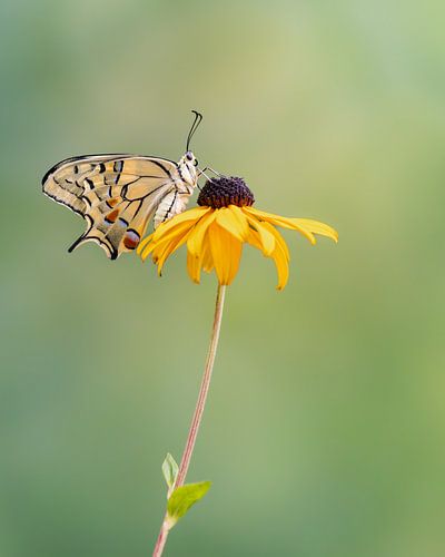 Een Koninginnenpage / Papilio machaon op een Zonnehoed bloem tegen een mooie zachte achtergrond.