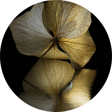 Alone in the dark: Een hortensiablaadje met abstracte reflectie van Marjolijn van den Berg
