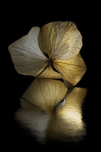 Alone in the dark: Een hortensiablaadje met abstracte reflectie