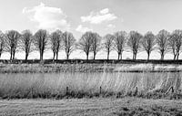 Photo monochrome d'une rangée d'arbres nus derrière une digue par Ruud Morijn Aperçu