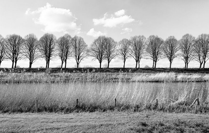 Photo monochrome d'une rangée d'arbres nus derrière une digue par Ruud Morijn