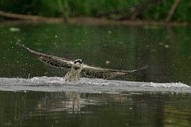 Fischadler von Jan van Vreede