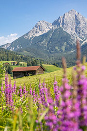 Blütenpracht in den österreichischen Alpen von Mark den Boer