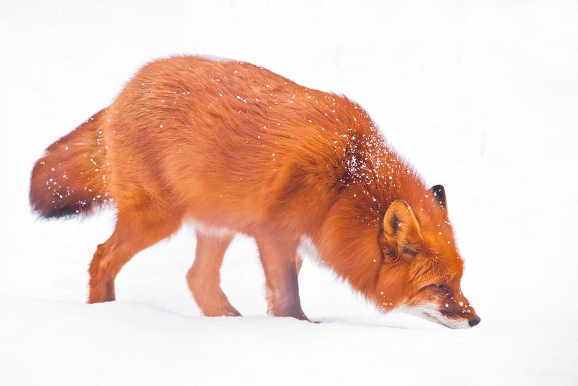 Schnüffelt den Schnee und sucht). Schöner roter flauschiger Fuchs im Schnee während eines Schneefall von Michael Semenov