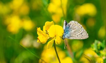 Blue butterfly in a meadow by Animaflora PicsStock